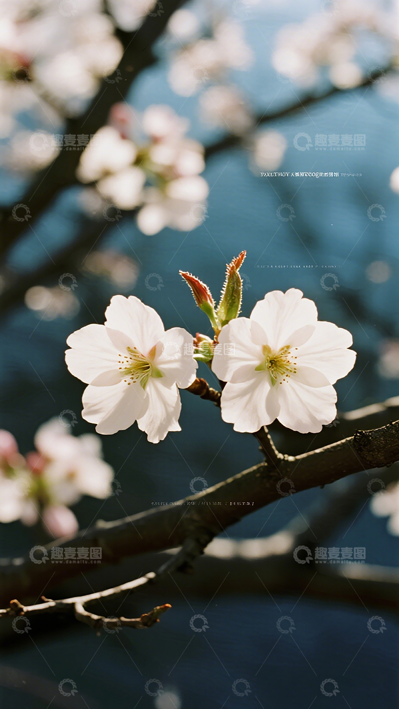 高清大图下载【趣麦麦图】春日樱花盛开美景摄影图片