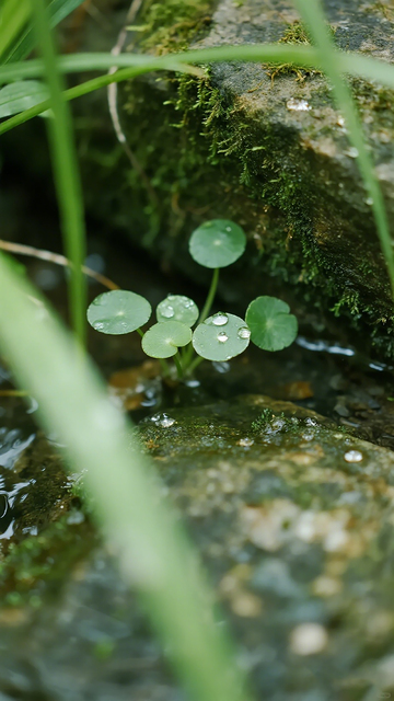 绿色小草苔藓溪流自然景观