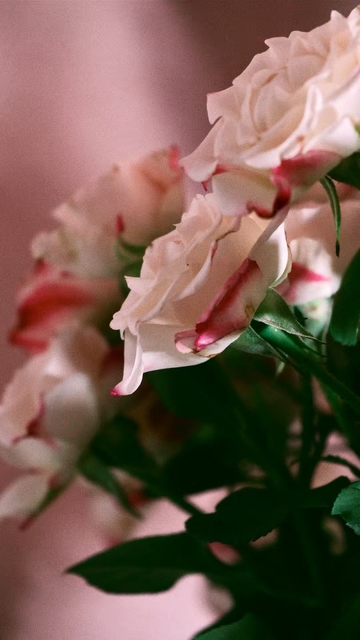 淡粉玫瑰浪漫花卉特写