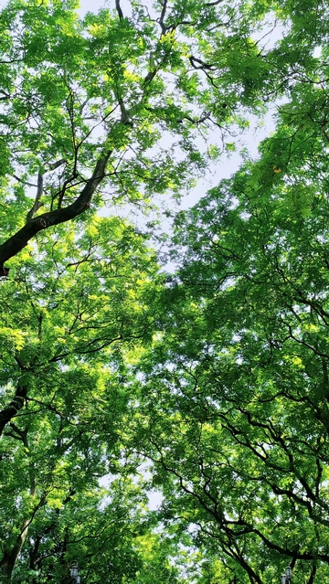 绿意盎然树冠美景