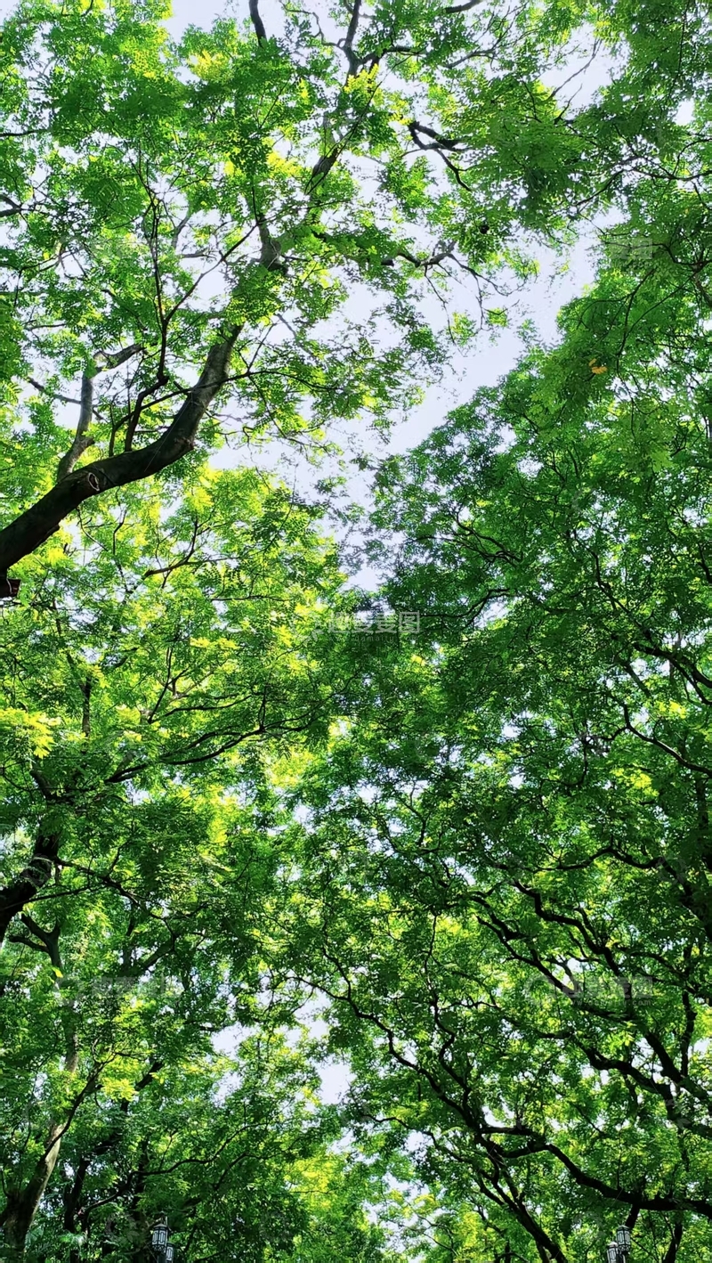 高清大图下载【趣麦麦图】绿意盎然树冠美景