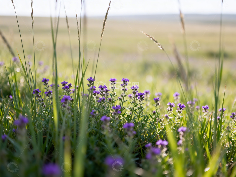 高清大图下载【趣麦麦图】野草远景旷野3