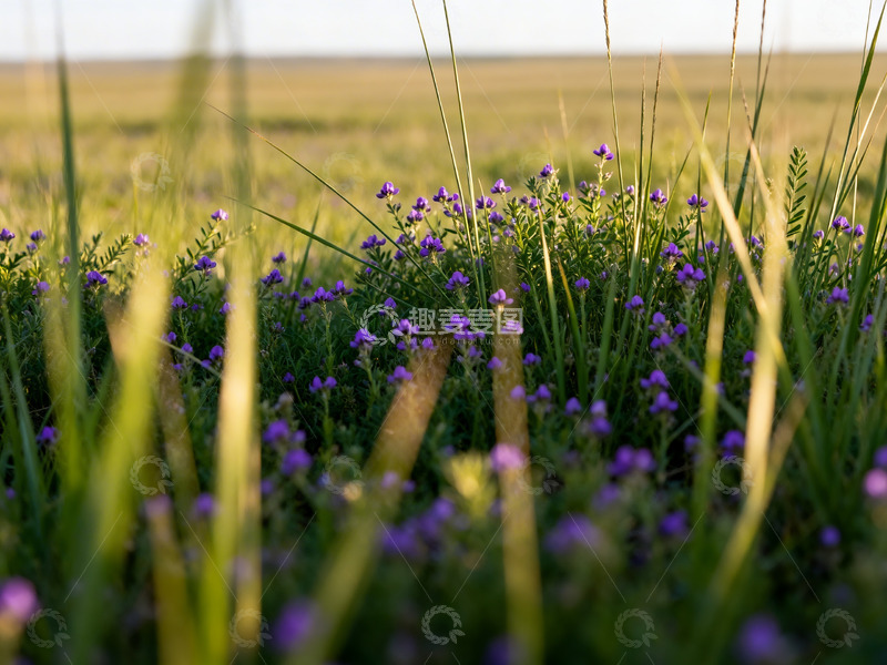 高清大图下载【趣麦麦图】野草远景旷野