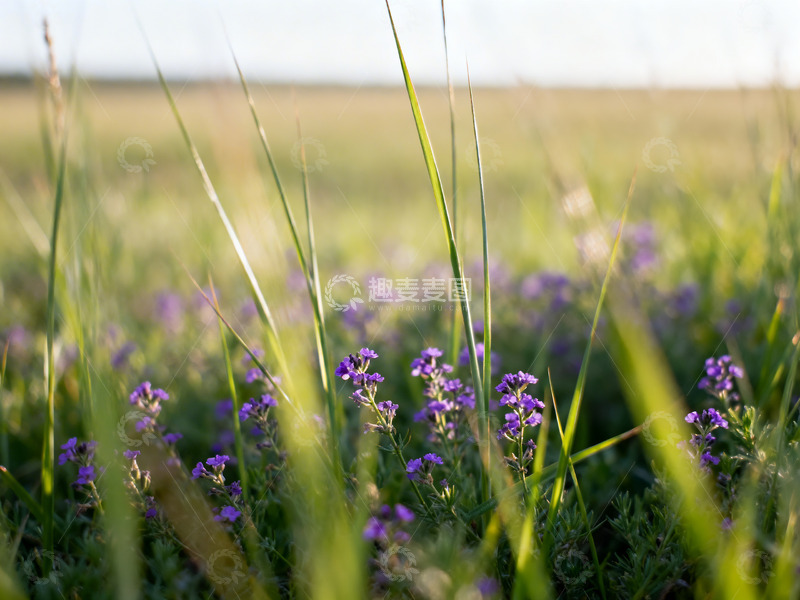 高清大图下载【趣麦麦图】野草远景旷野2