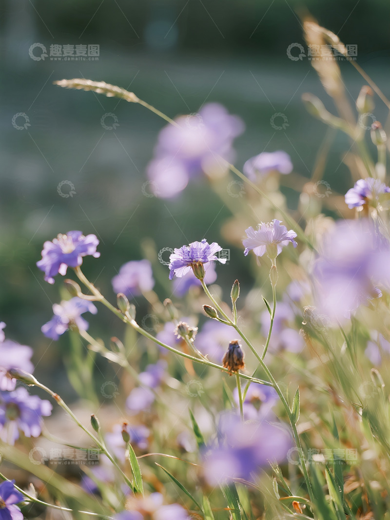 高清大图下载【趣麦麦图】野草远景旷野4