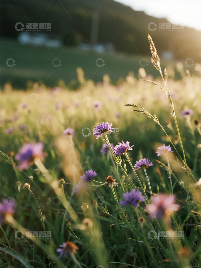 高清大图下载【趣麦麦图】野草远景旷野5