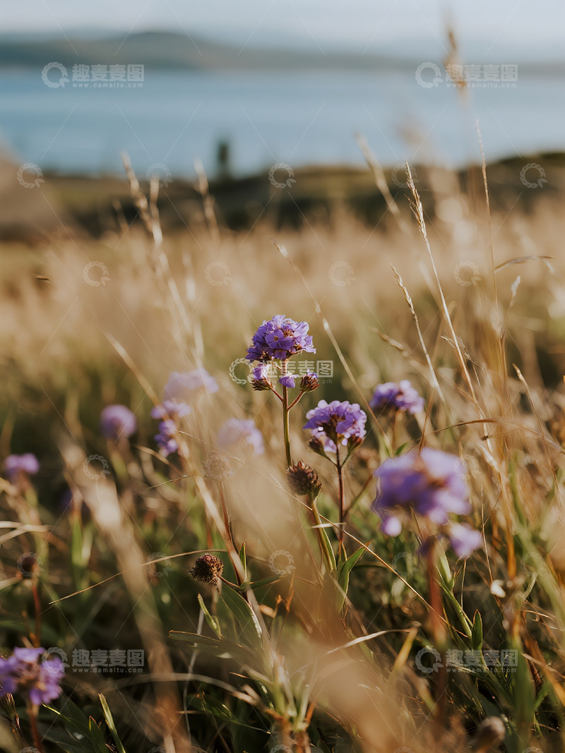 高清大图下载【趣麦麦图】野草远景旷野6