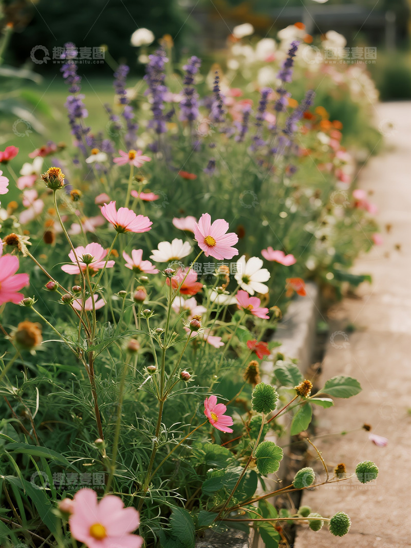 高清大图下载【趣麦麦图】路边花草温馨场景6