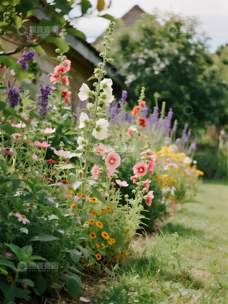 高清大图下载【趣麦麦图】路边花草温馨场景2