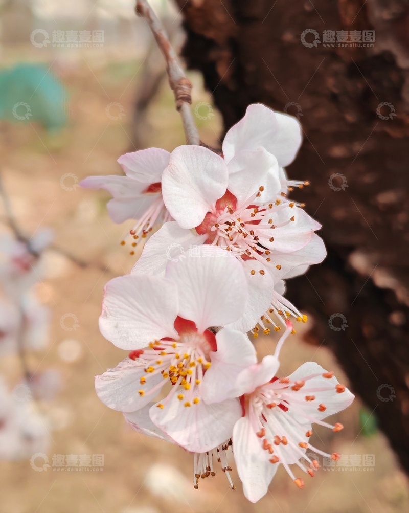 高清大图下载【趣麦麦图】樱花盛开春日美景特写