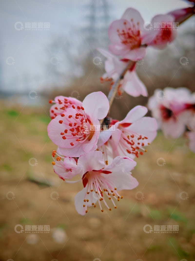 高清大图下载【趣麦麦图】春日樱花绽放美景特写