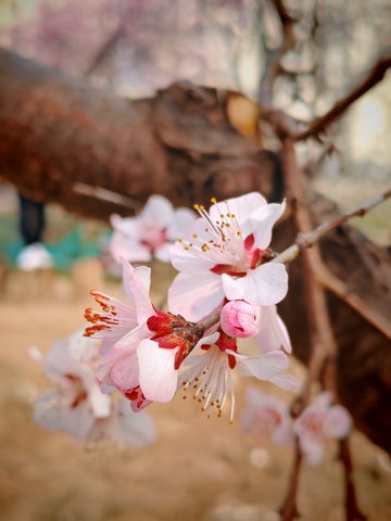 春日,桃花,盛开,粉红,