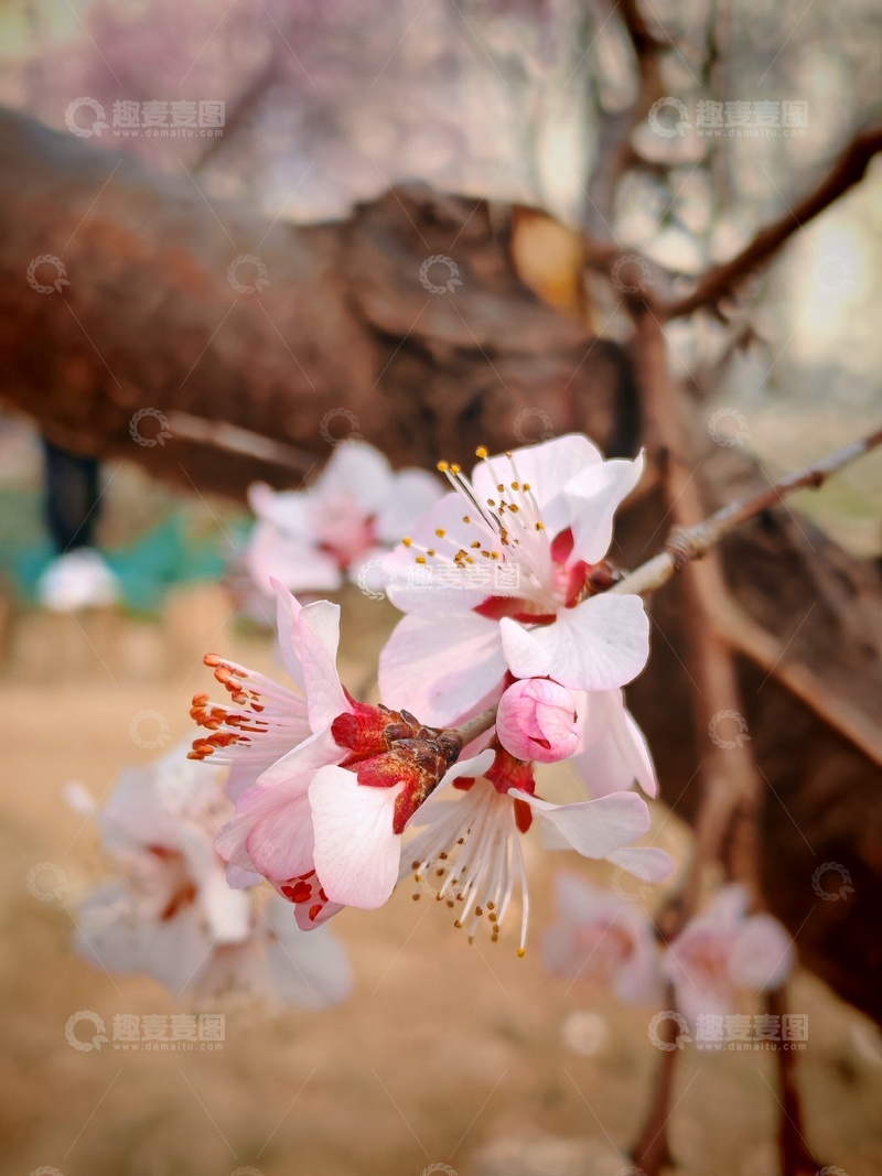 高清大图下载【趣麦麦图】春日,桃花,盛开,粉红,