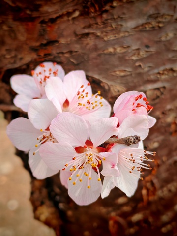 樱花绽放春日景