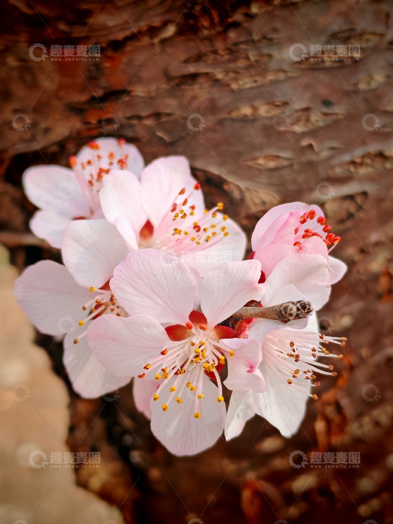 高清大图下载【趣麦麦图】樱花绽放春日景