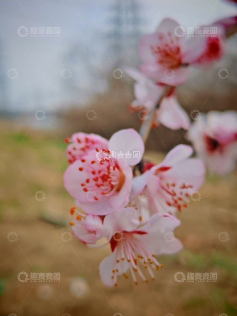 高清大图下载【趣麦麦图】春日桃花盛开美景摄影3