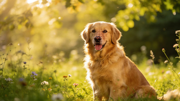 金毛犬草地光影写真