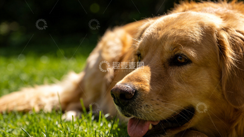 高清大图下载【趣麦麦图】金毛犬草地休息特写