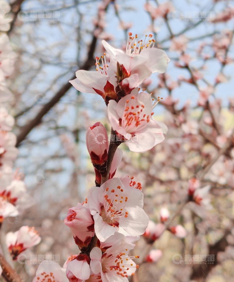 高清大图下载【趣麦麦图】春日桃花盛开美景自然风光摄影