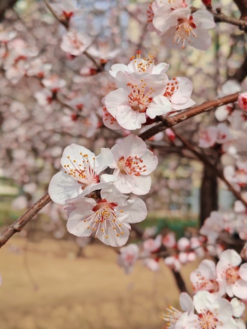 春日杏花盛开美景摄影