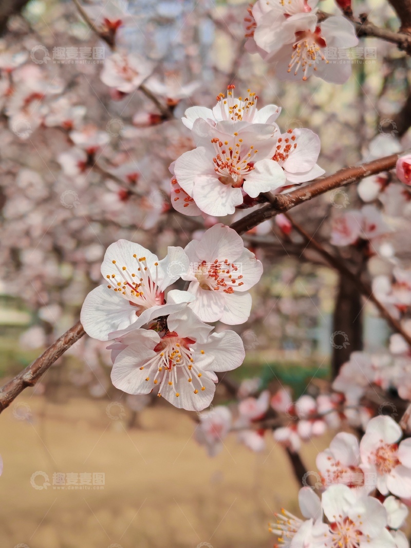 高清大图下载【趣麦麦图】春日杏花盛开美景摄影