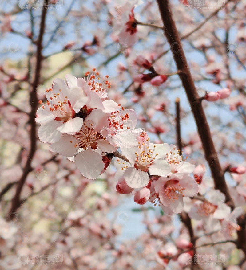 高清大图下载【趣麦麦图】春日桃花盛开美景摄影图片99