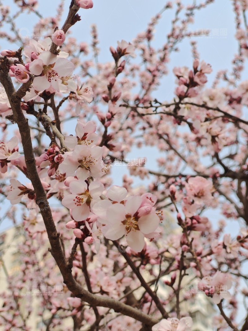 高清大图下载【趣麦麦图】春日桃花盛开美景摄影图片9