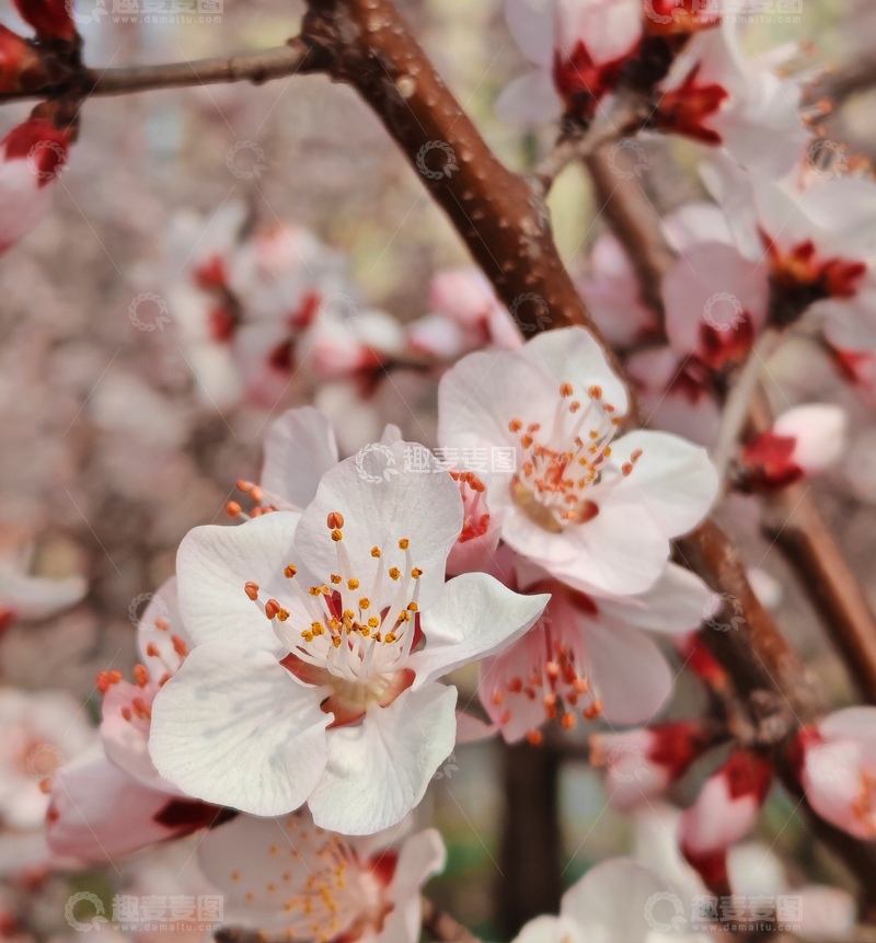 高清大图下载【趣麦麦图】春日杏花盛开