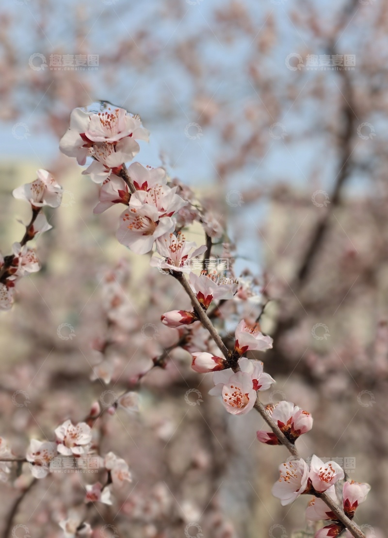 高清大图下载【趣麦麦图】春日杏花盛开美景摄影
