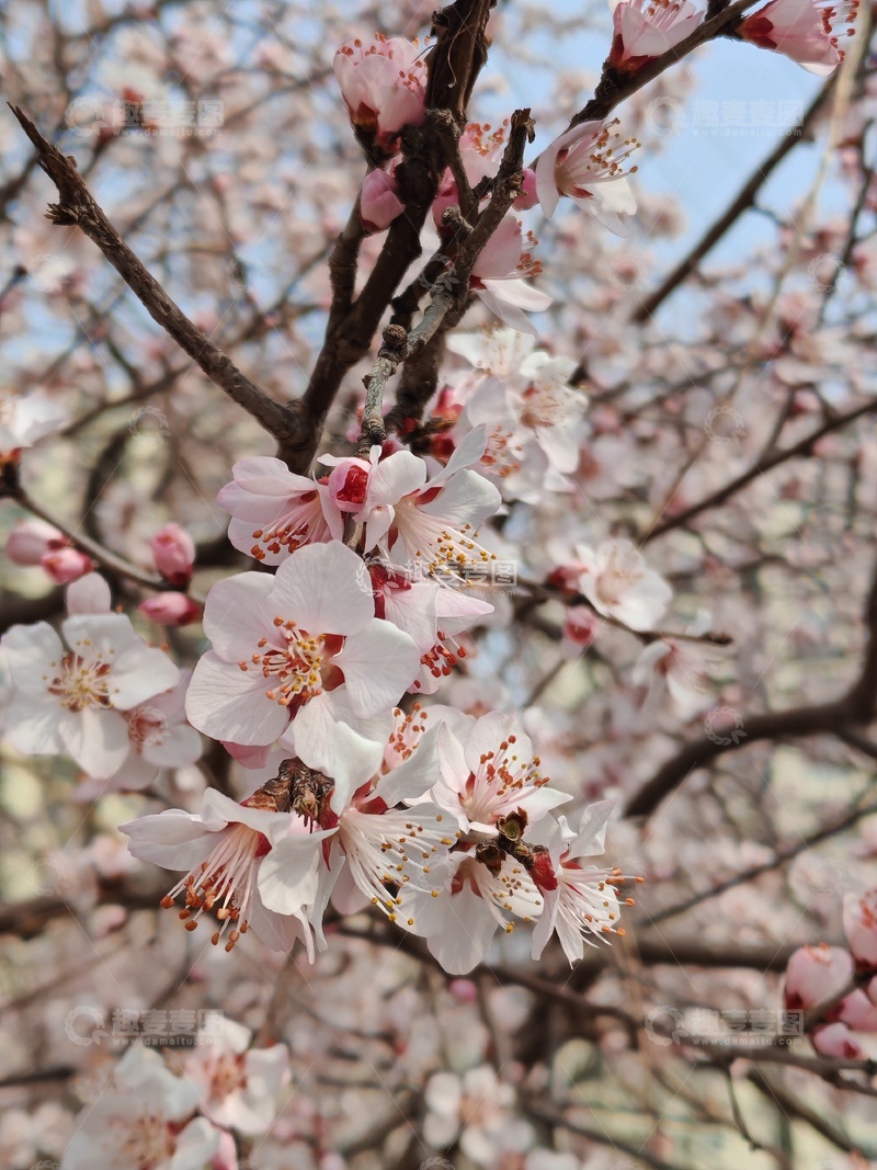 高清大图下载【趣麦麦图】春日杏花盛开美景