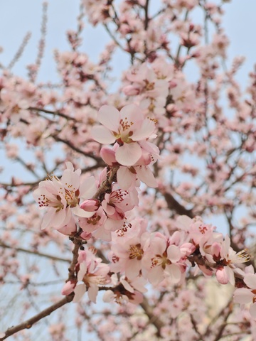 春日樱花盛开美景