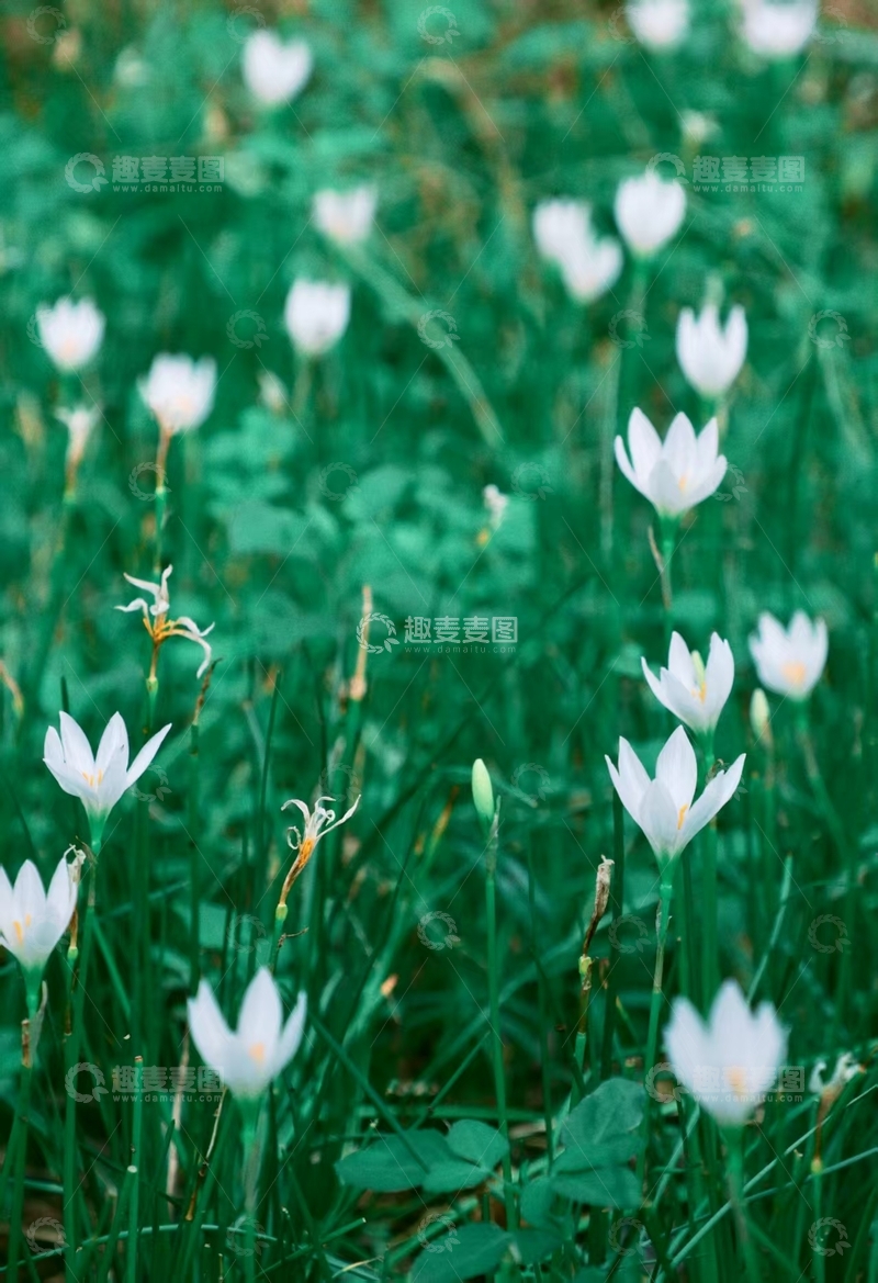 高清大图下载【趣麦麦图】春日野趣白色小花盛开