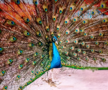孔雀开屏绚丽羽毛特写