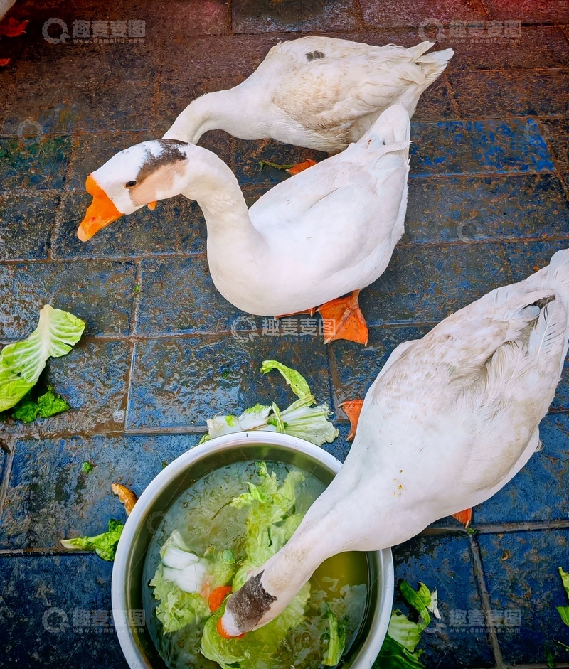 高清大图下载【趣麦麦图】鹅食图写实风