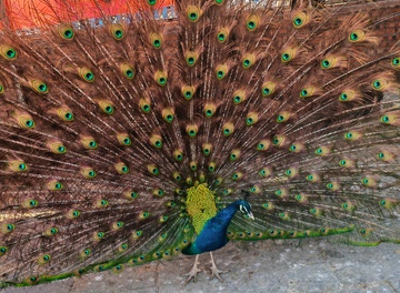 华丽孔雀羽毛特写摄影