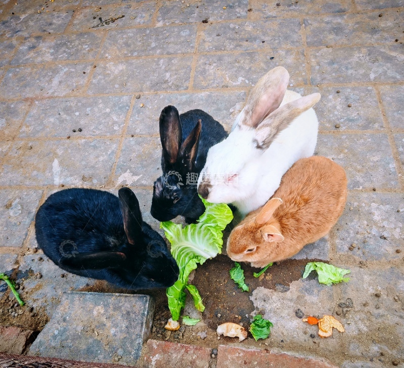 高清大图下载【趣麦麦图】可爱兔子吃菜叶图片
