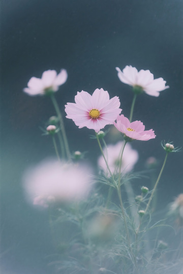 朦胧感格桑花5