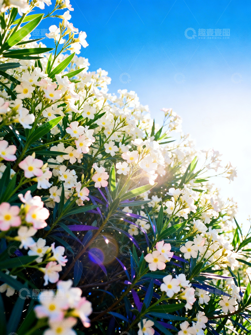 高清大图下载【趣麦麦图】细密枝叶与白色小花2