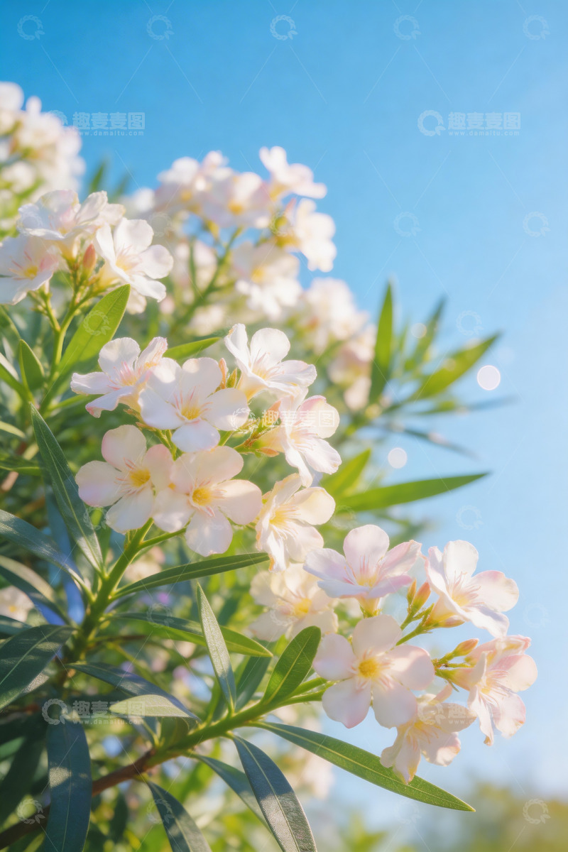 高清大图下载【趣麦麦图】细密枝叶与白色小花3