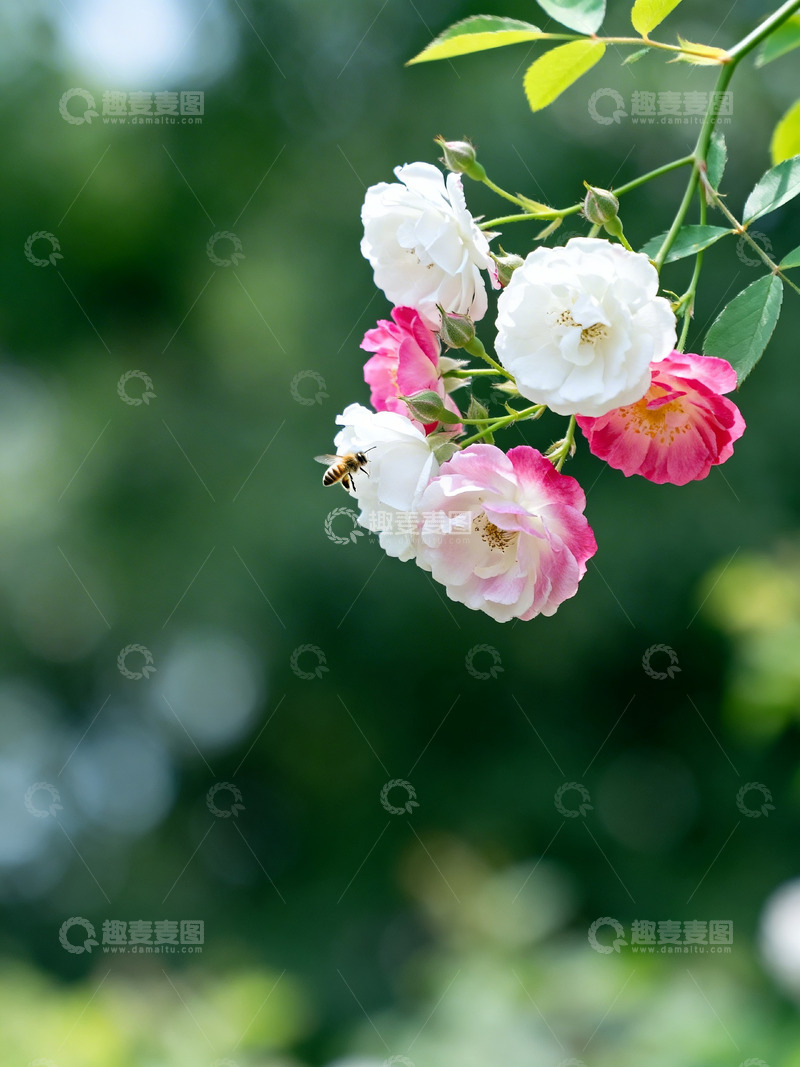 高清大图下载【趣麦麦图】蔷薇花小蜜蜂5