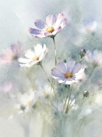朦胧感格桑花6