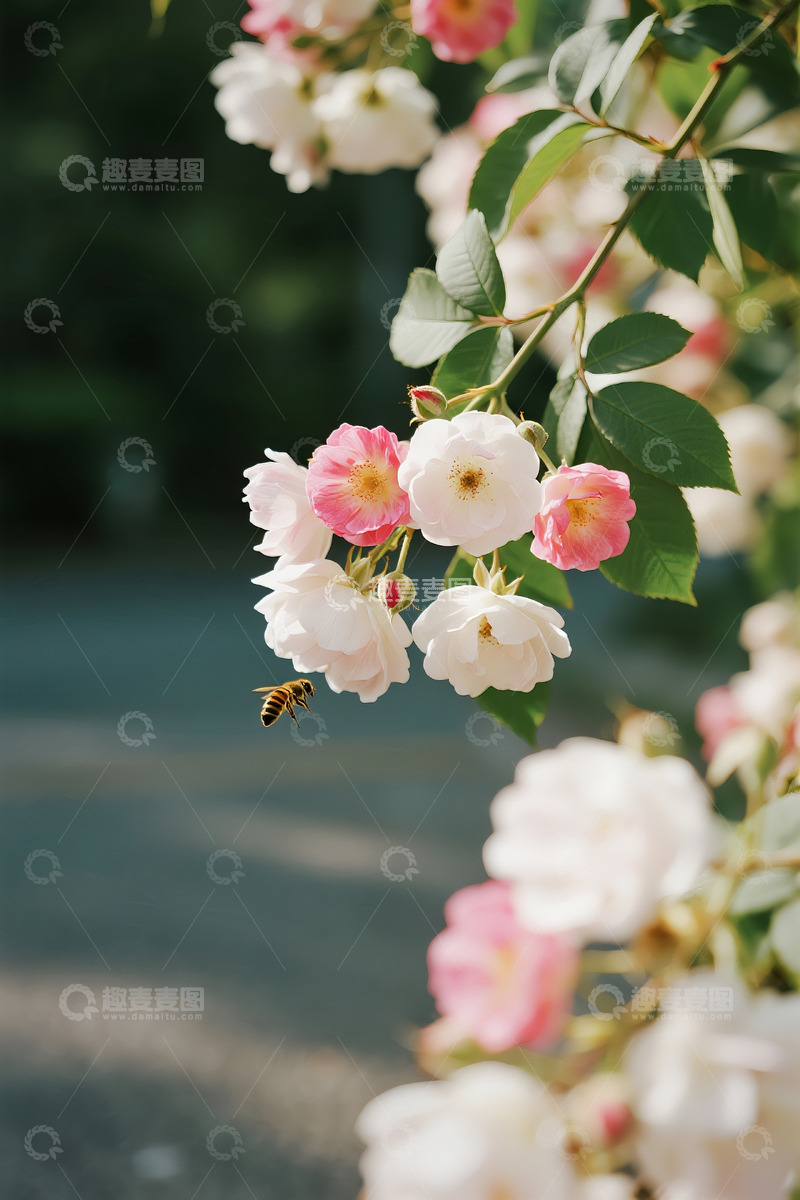 高清大图下载【趣麦麦图】蔷薇花小蜜蜂6