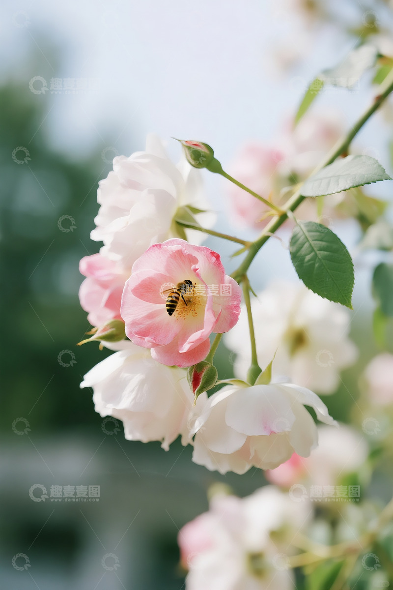 高清大图下载【趣麦麦图】蔷薇花小蜜蜂2