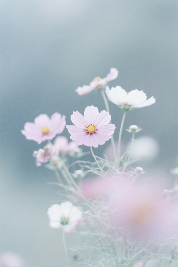 格桑花朦胧感2