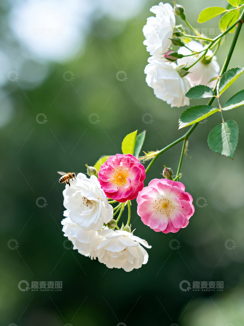 高清大图下载【趣麦麦图】蔷薇花小蜜蜂7