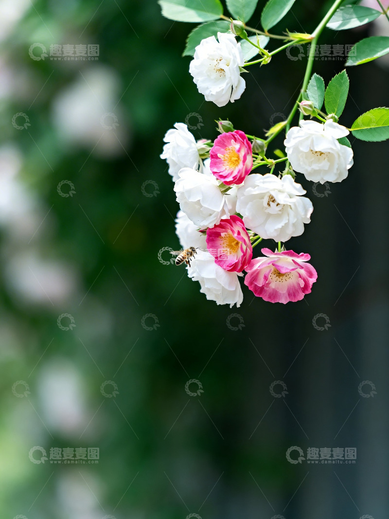 高清大图下载【趣麦麦图】蔷薇花小蜜蜂