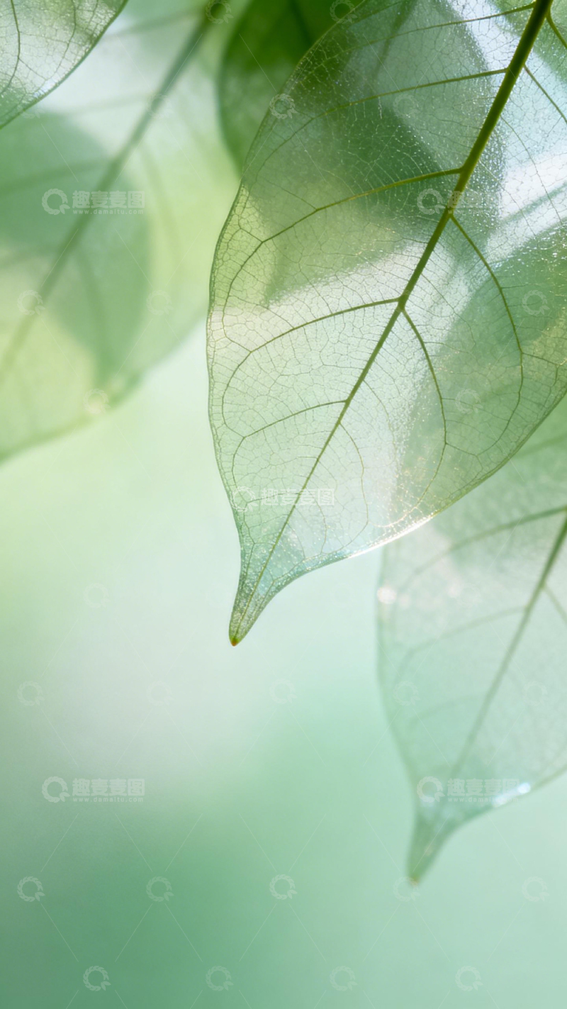 高清大图下载【趣麦麦图】清新透明叶片特写摄影