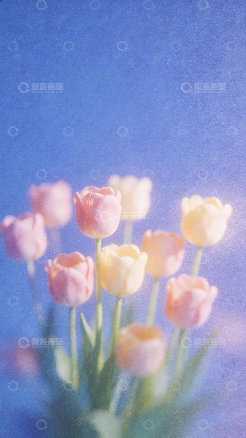 高清大图下载【趣麦麦图】郁金香诗意梦幻摄影