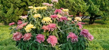 花园菊花盛开美景摄影图