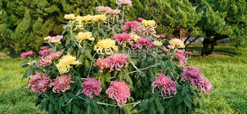 高清大图下载【趣麦麦图】花园菊花盛开美景摄影图